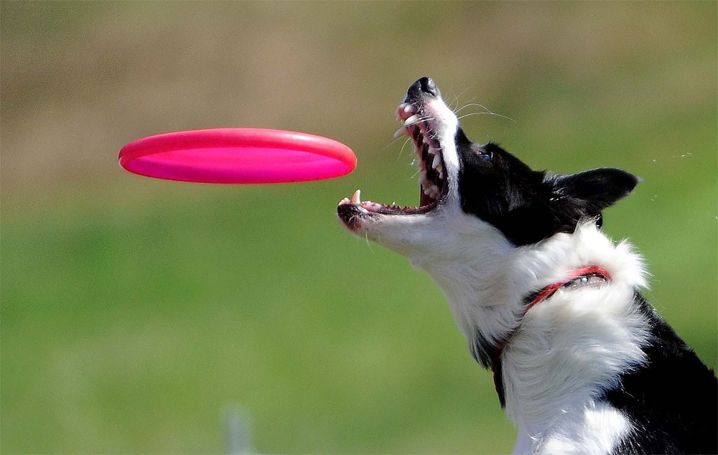 frisbee-it-all-started-with-a-pie-here-s-an-interesting-article-from-gastro-obscure-most