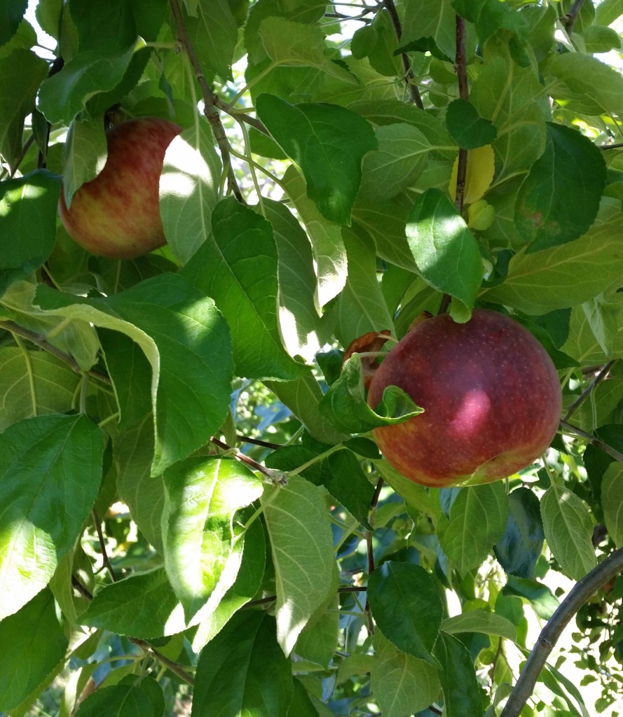 Apple tree at Fishkill Farms