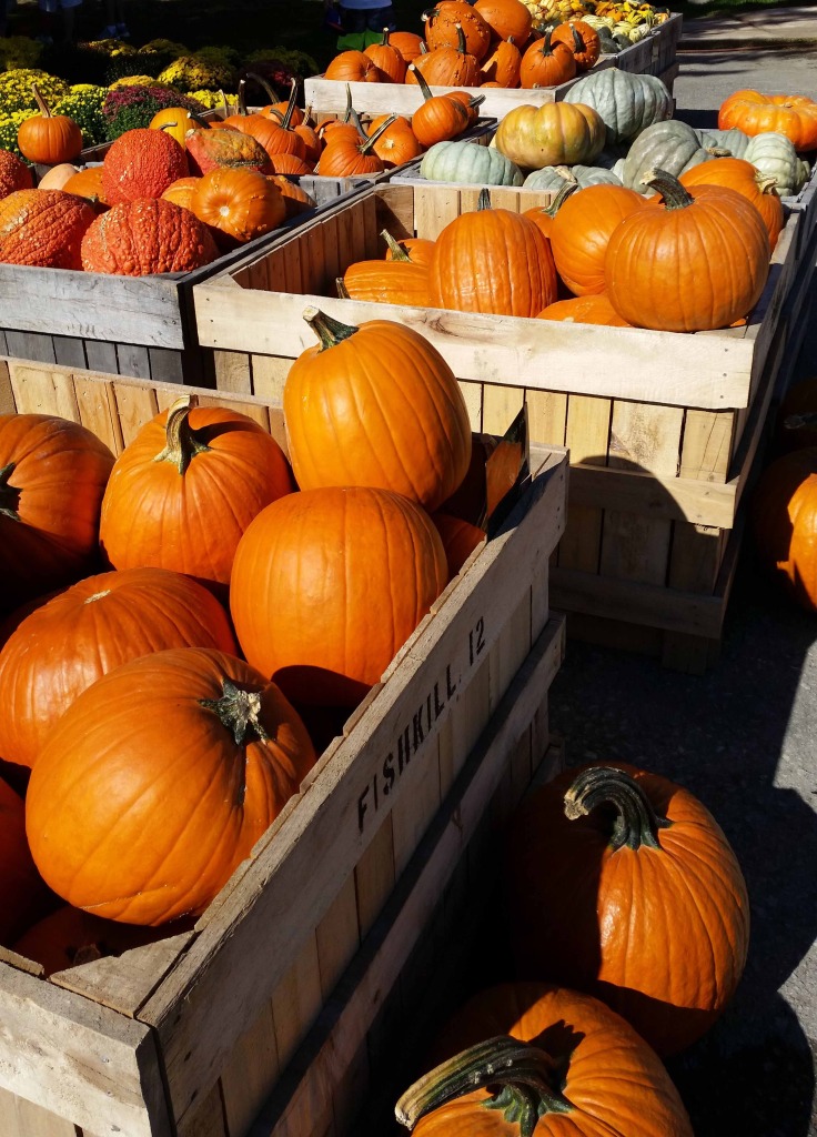 Pumpkins at Fishkill Farms