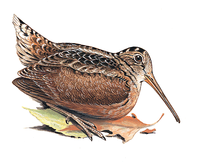 American Woodcock from Vickster's Vine