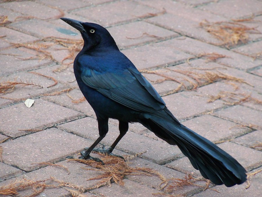 Great-Tailed Grackle Spiritual Meaning  